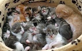 too many kittens2