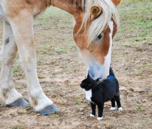 cat & horse