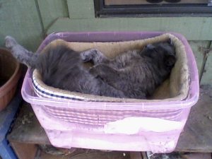 Graymalkin in his basket